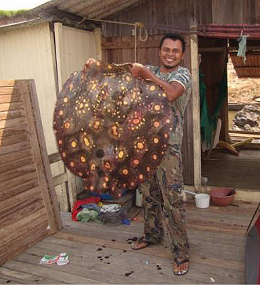 Record photograph for Potamotrygon ocellata